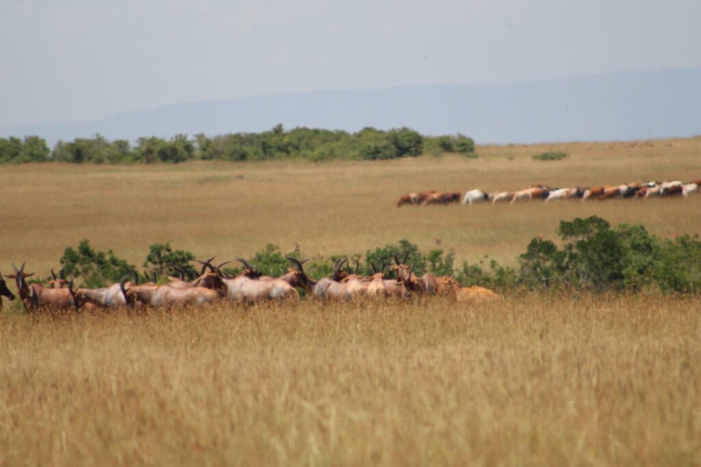 A small herd of antelopes known as topi stand with their heads visible above the golden grass of the savanna, which is dotted with green shrubs. A small herd of cattle grazes in the distance.