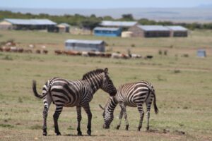 Two zebras stand in the foreground of a grassy landscape with cattle in the background.