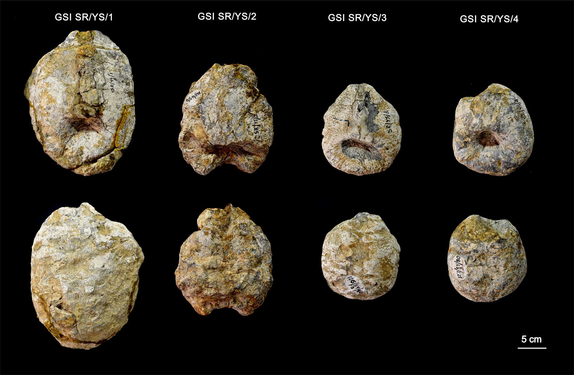 The four tail clubs attributed to Kotasaurus yamanpalliensis, in top views (top row) and underside views (bottom row). Specimen numbers are at the top. Image courtesy of the researchers