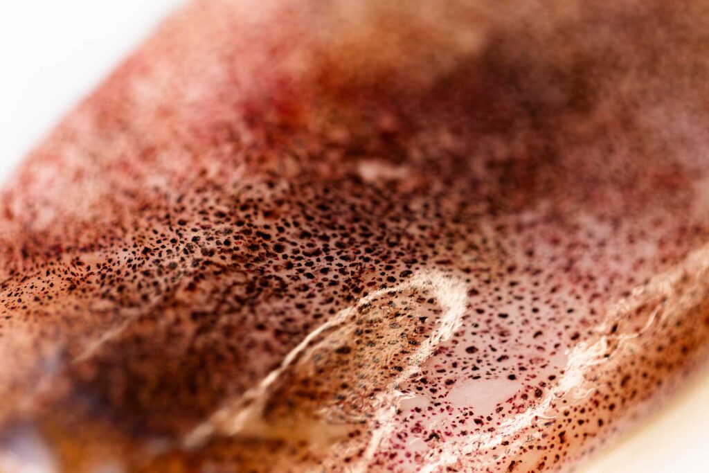 A mosaic of red pigment sacs cover the squid's skin—some are a saturated shade of red while others have a deeper, near-black shade.