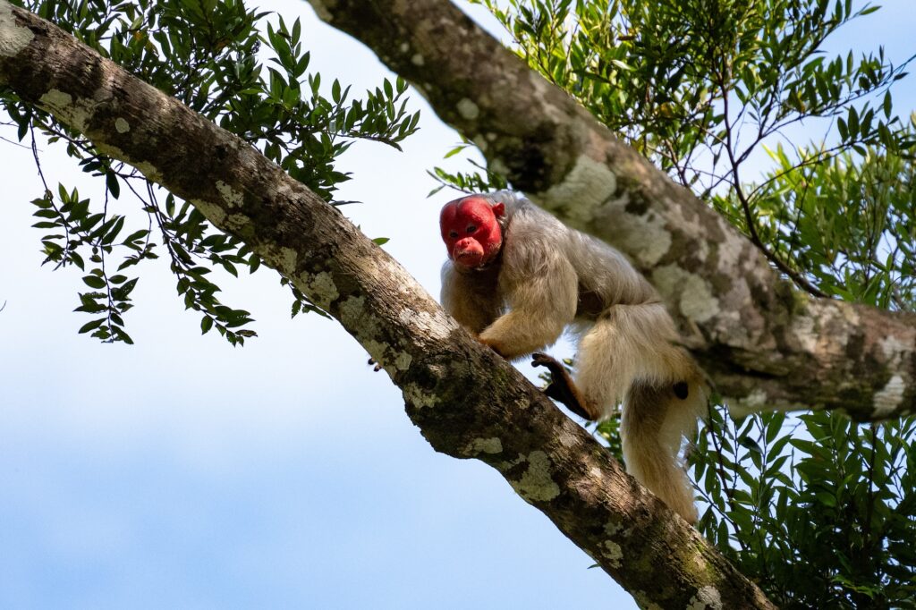Uakari monkey
