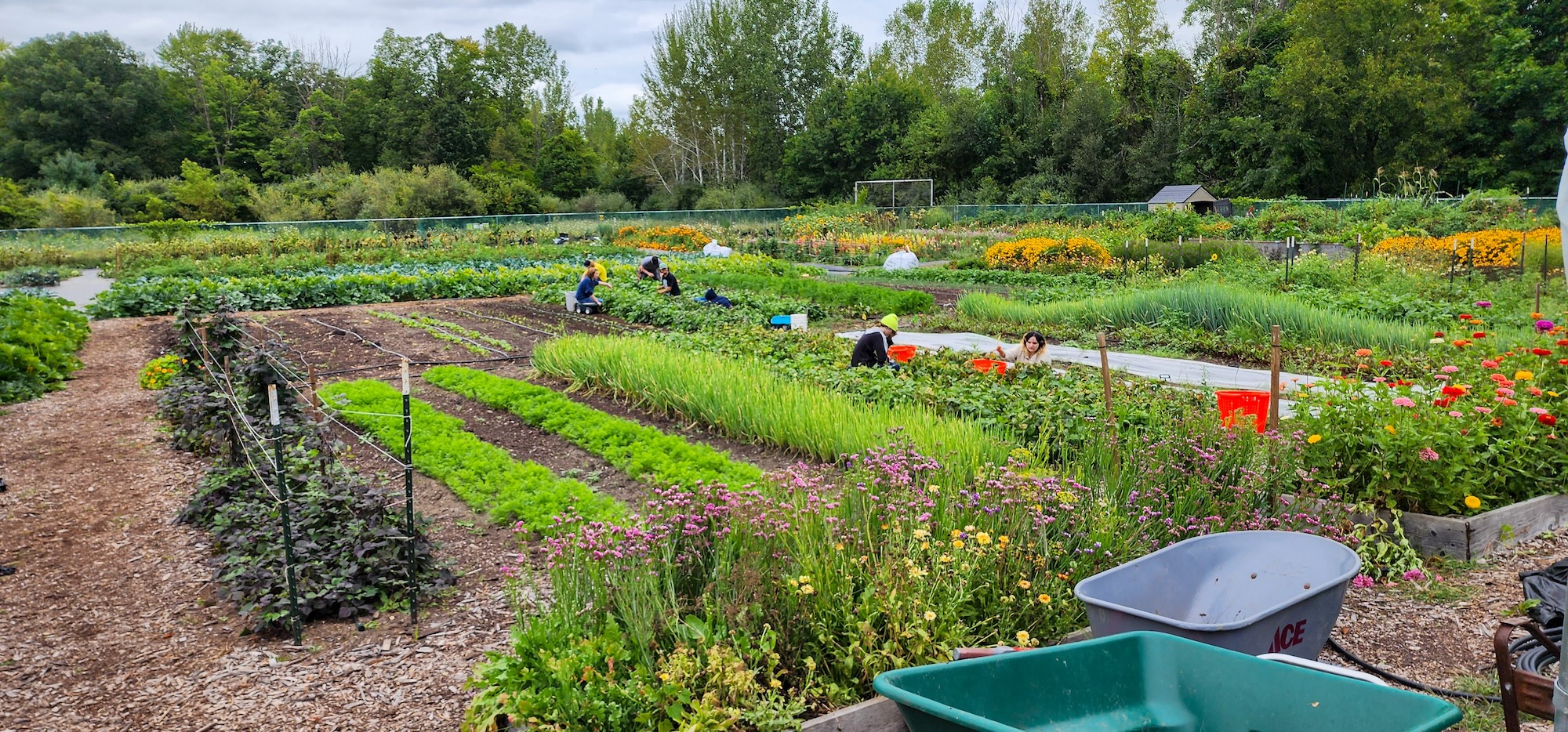 Windover High School in Midland donated an acre of land where DeVries grows food and operates a pay-what-you-can farm stand. Image credit: Jeremy Marble, Michigan News