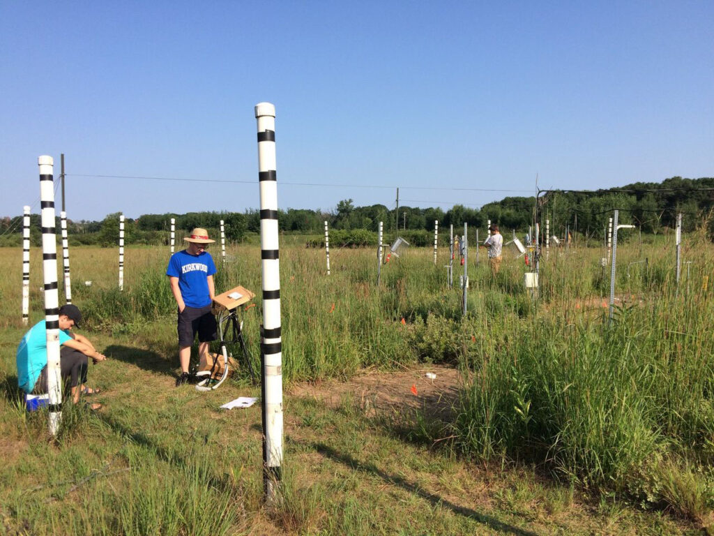 Three researchers work in a grassland ecosystem experiment, where distinct square plots of waist-high grasses stretch into the distance.