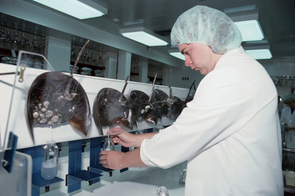 Scientist bleeds Horseshoe Crabs (Limulus polyphemus) to extract blue, copper based blood - lysate used in testing purity levels in various medicines, Woods Hole Marine Biological Lab, New England (USA). Image credit: Jeff Rotman/SCIENCE PHOTO LIBRARY