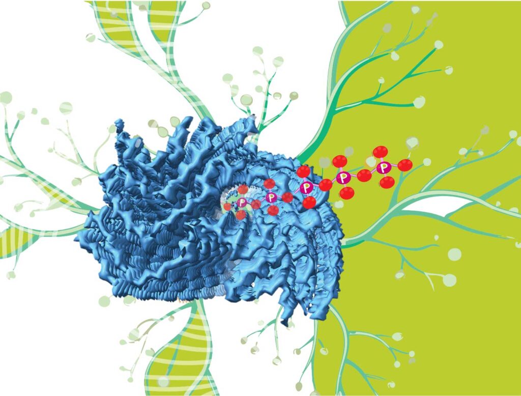 A chain of small red orbs representing the molecule polyphosphate threads its way into a larger blue fiber viewed from the top, like looking down a straw. The polyphosphate fits a previously uncharacterized area within the fibril that was called a "mystery density." The graphic is shown against a green and white backdrop with dark green tendril-shaped neurons branching across the background.
