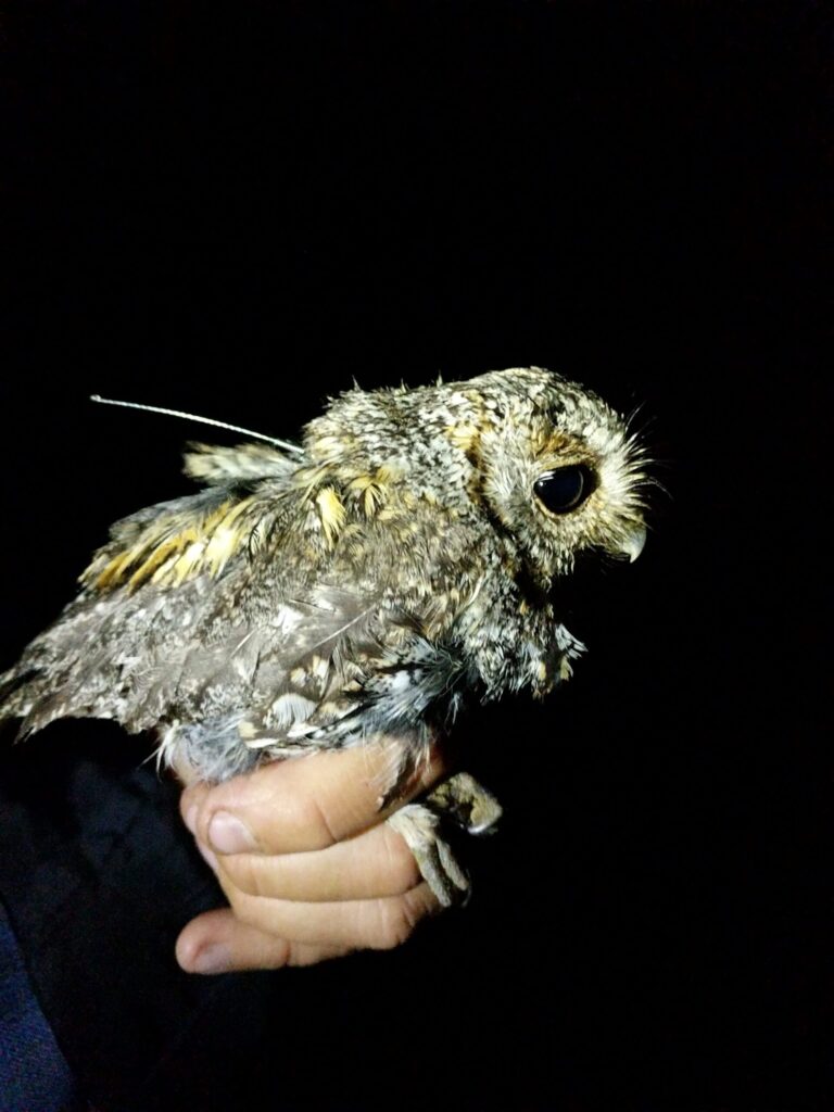 A flammulated owl, roughly the size of the hand that's holding it, has thin, wire-like antenna affixed to its back.