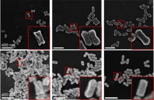In the top row of images, the grooves, bumps, and nodules scattered on the surface of nanorods can be clearly seen. In the bottom row of images, the nanoparticles look more like a gray silhouette, with only a few surface features visible.