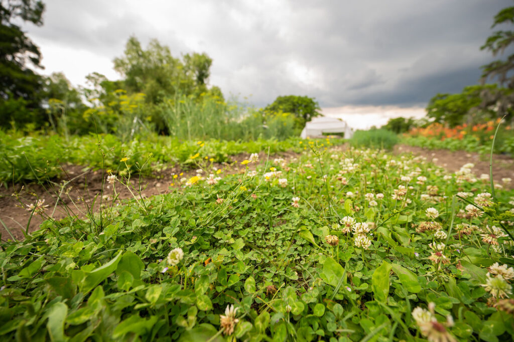 A close-up of the clover growing at Grow Dat Youth Farms in New Orleans that helps prevent erosion, keep weeds down and add nutrients to the soil.