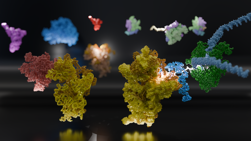 This image highlights two alternatives for the ribosome to be recruited to an mRNA that is still being synthesized by RNA polymerase (RNAP). RNAP (left, red) can directly deliver the mRNA to the entry channel of the small ribosomal subunit (left, yellow). Alternatively, and likely dominant in bacteria, RNAP (green) can interact with ribosomal protein bS1 (right, cyan). bS1 binds and guides the mRNA (right, white and glowing) from RNAP into the small ribosomal subunit (right, yellow). Image courtesy: Mohammad Afsar and Huma Rahil