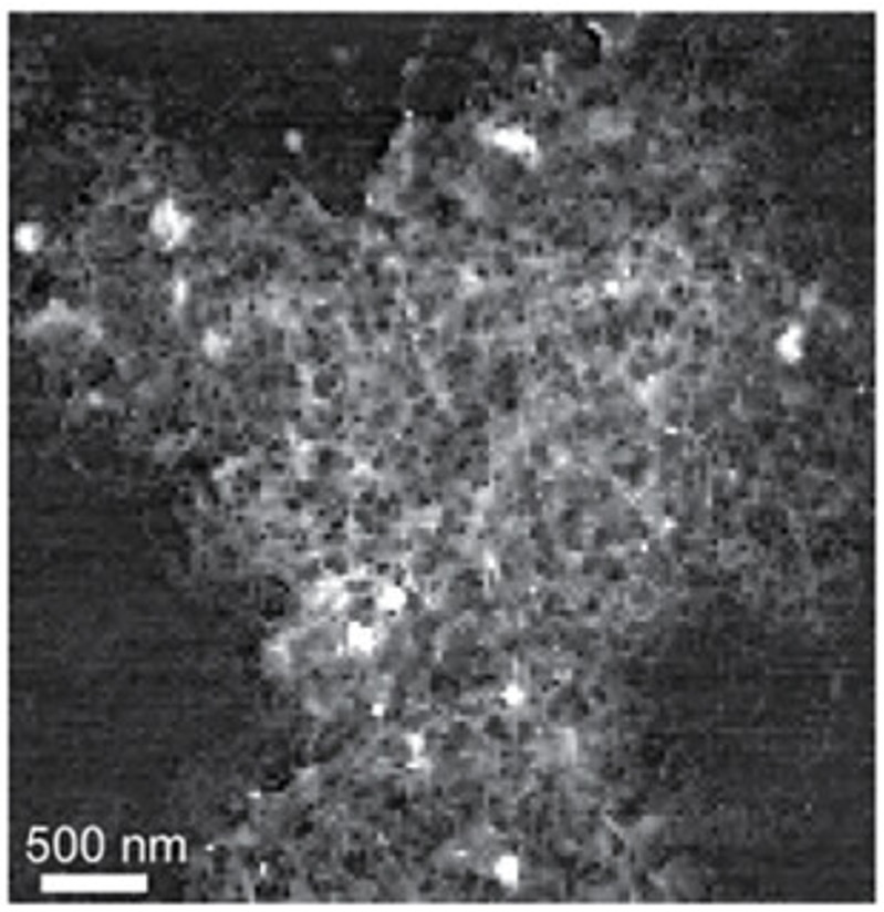 White, porous tendrils on a black background with much of the background showing through. A scale bar in the bottom left corner reads 500 nanometers—about the width of 4 pores. The whole image is about 8,000 nanometers square.