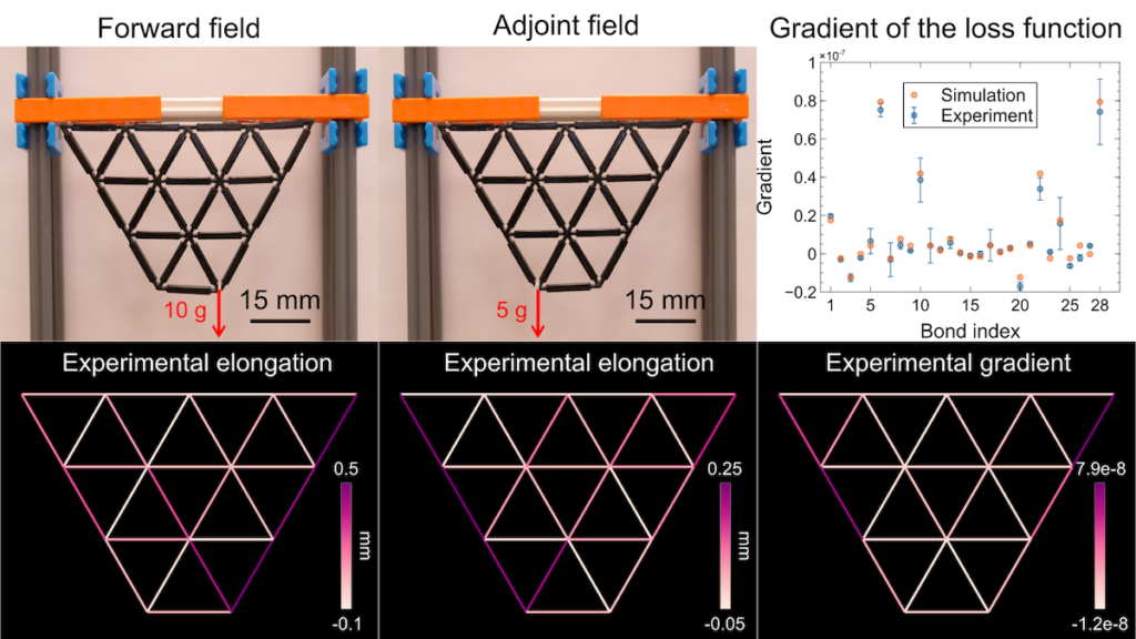 A lattice of black rubbery triangles makes a larger trapezoid shape experiences two different downward forces—one from a 10 gram weight and the other from a 5 gram weight—in succession. These provide what are known as the "forward field" and "adjoint field" used to calculate what's known as the loss function used by a backpropagation algorithm to train the lattice materia. Digitized images show how the trapezoid elongates in response to those weights, which helps experimentally determine changes in the loss function known as its gradient. A graph shows the experimentally determined gradients match the gradient determined from computer simulations well.