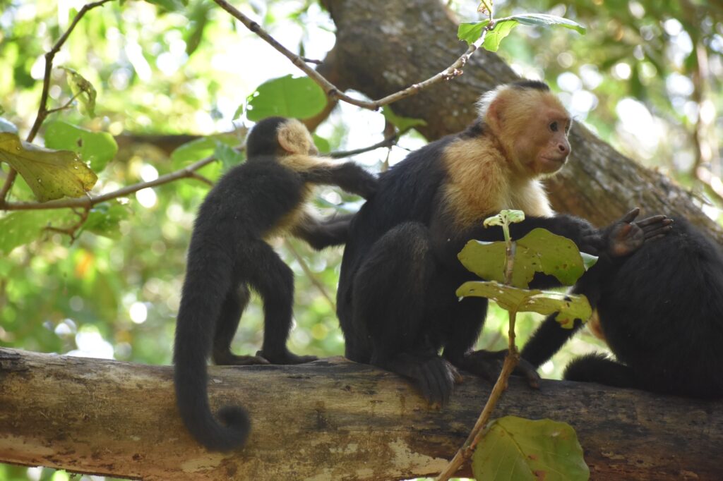 A capuchin monkey called Tiny groups fellow monkey Tevez in the Taboga forest reserve of Costa Rica. The monkeys are part of the Capuchinos de Taboga Research Project. Image credit: Capuchinos de Taboga Field Research Team