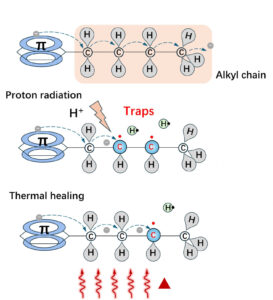The organic molecule is represented with a pair of stacked blue rings with a hexagon between them and a pi symbol. Stretching to the right is a chain of four carbon atoms, each with a hydrogen atom above and below, and a third hydrogen on the outermost carbon. When the molecule is complete, a gray electron hops from carbon to carbon.
Proton radiation, represented with a lightning bolt, separates one hydrogen atom from each of the middle two carbon atoms. This leaves each carbon with an unpaired electron, so the electron can't pass. But with heat, the carbon can re-capture the hydrogen atom, enabling electrons to pass along the chain again.