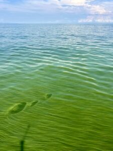 A greenish tint to the water of Lake Victoria's Winam Gulf indicates a cyanobacterial harmful algal bloom. Image credit: George Bullerjahn/Bowling Green State University
