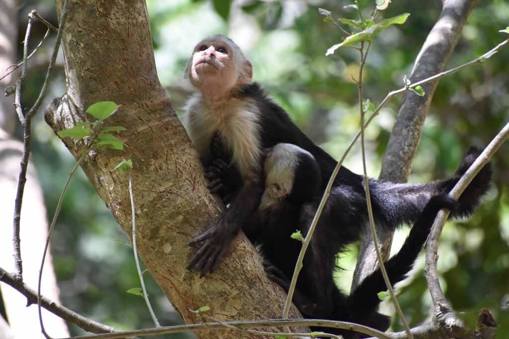 A capuchin monkey climbing. Image courtesy: The Capuchins at Taboga Project