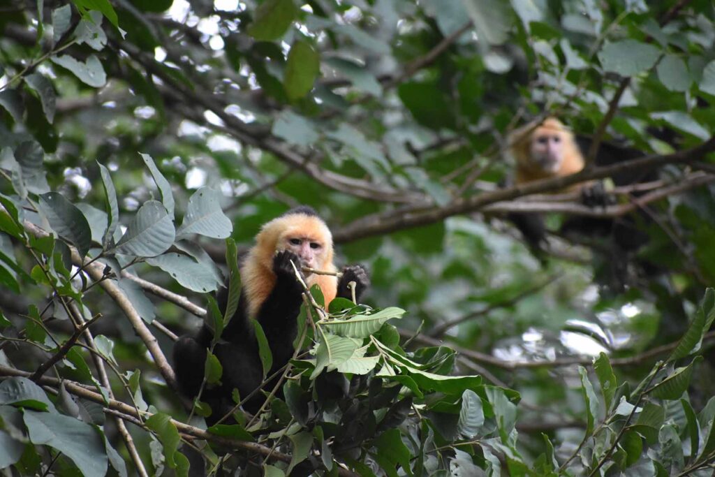 Capuchin monkeys eating. Image courtesy: The Capuchins at Taboga Project