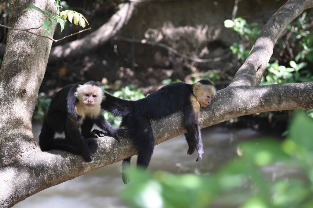 Capuchin monkeys resting. Image courtesy: The Capuchins at Taboga Project