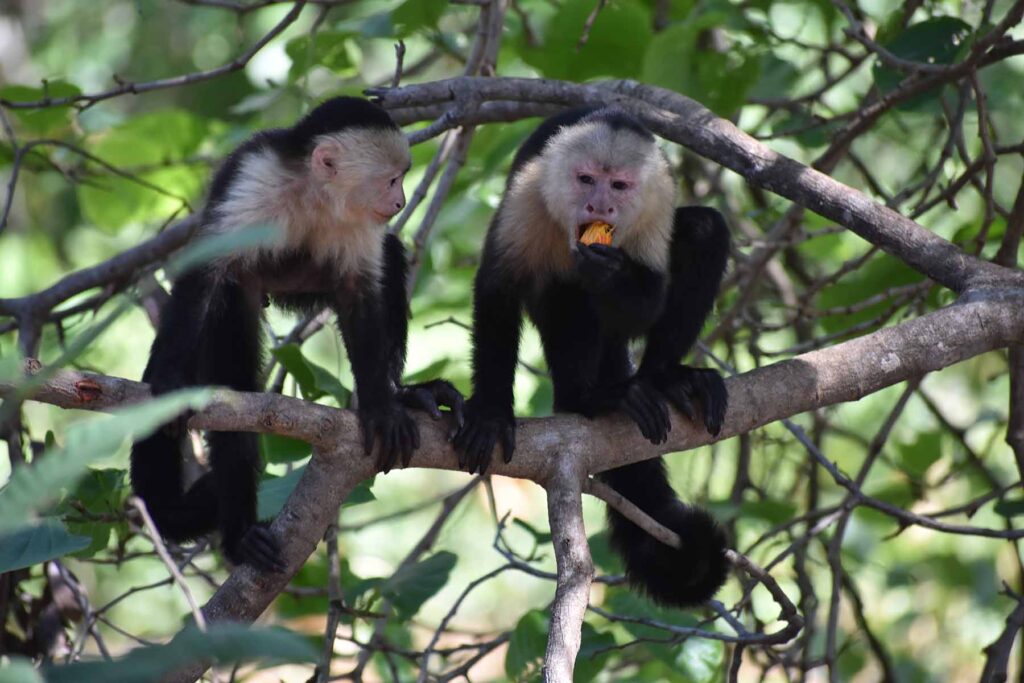 Capuchin monkeys eating. Image courtesy: The Capuchins at Taboga Project