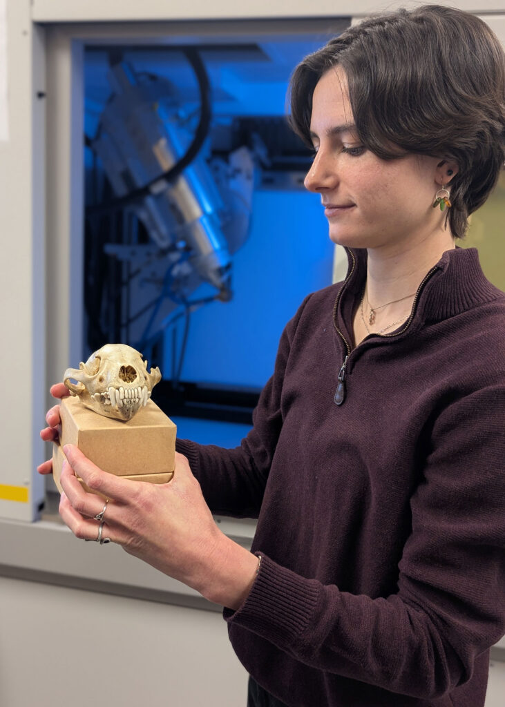 Photo of a woman holding a small box with a wolverine skull sitting on top of it.