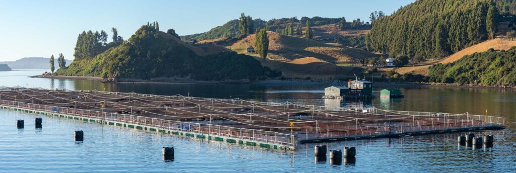 A panoramic photo shows a large, rectangular fenced perimeter covered with netting rising above the surface of blue water in a fjord in Chile. The fish enclosure sits in front of rolling yellow hills covered with slender green trees in the background.