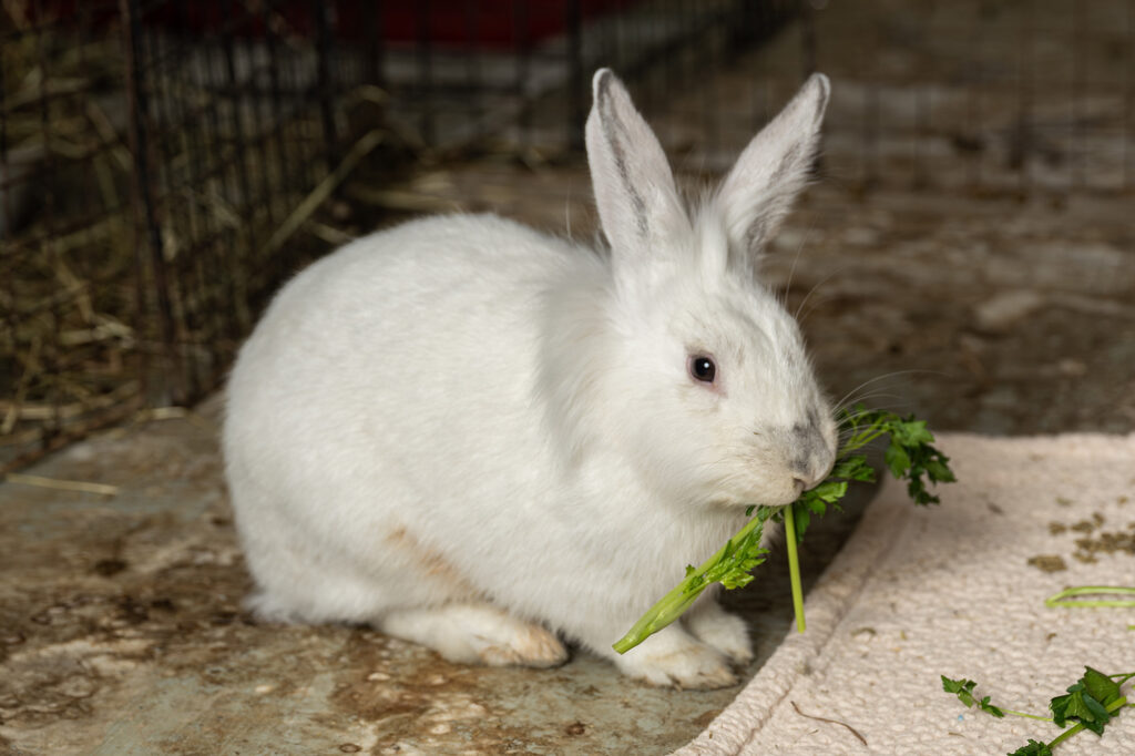 A photo of a rabbit eating parsley