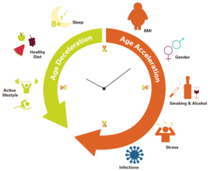 Graphic regarding healthspan versus lifespan