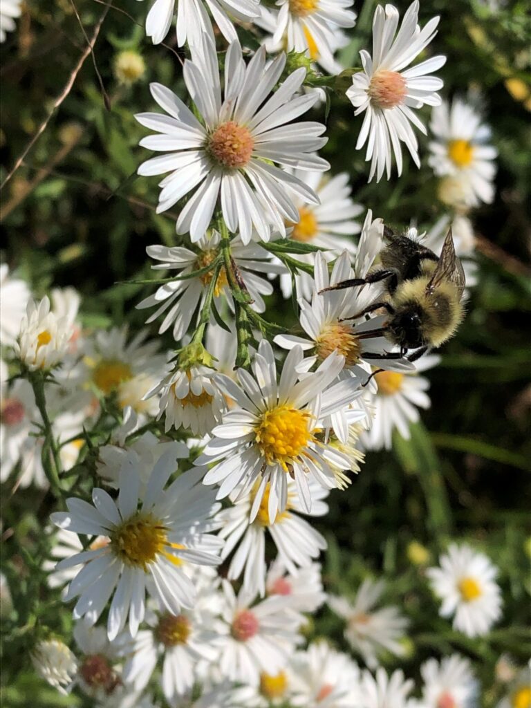 A bumblebee gathers nectar from a species of Asteraceae, a plant that looks similar to a species used in a study conducted by University of Michigan researcher Regina Baucom. The study examines the impact of the drift of dicamba, an herbicide, on pollinator populations in plants growing adjacent to agricultural fields. Image courtesy: Regina Baucom, University of Michigan