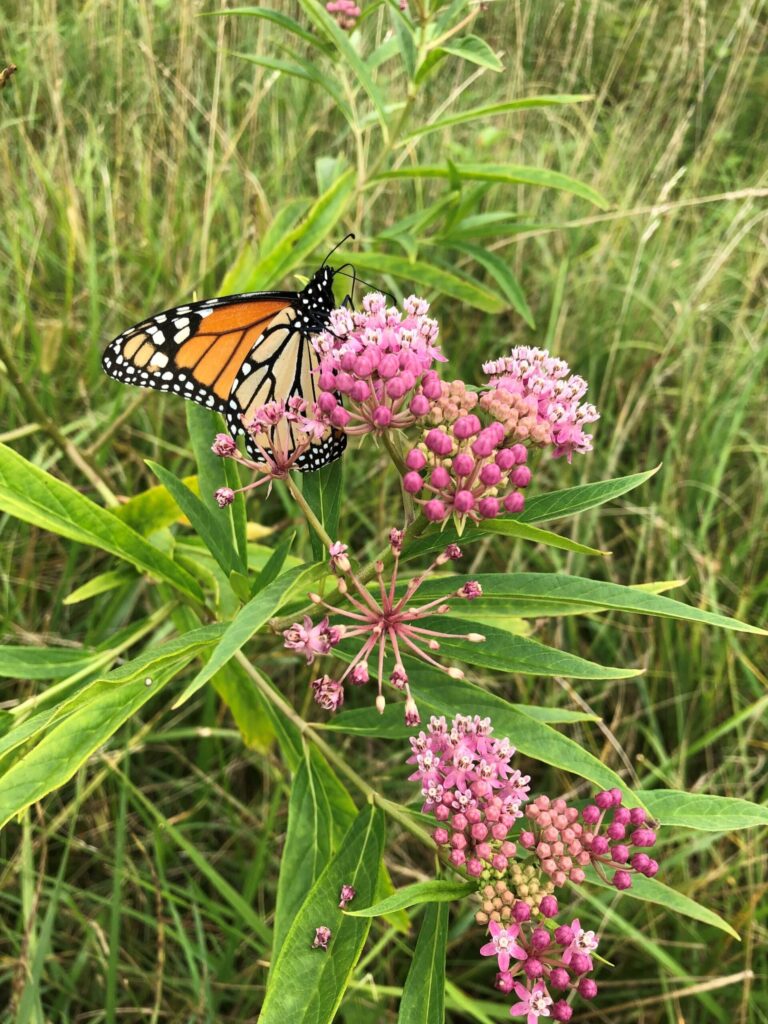 A monarch butterfly sips from a milkweed. Image courtesy: Regina Baucom, University of Michigan