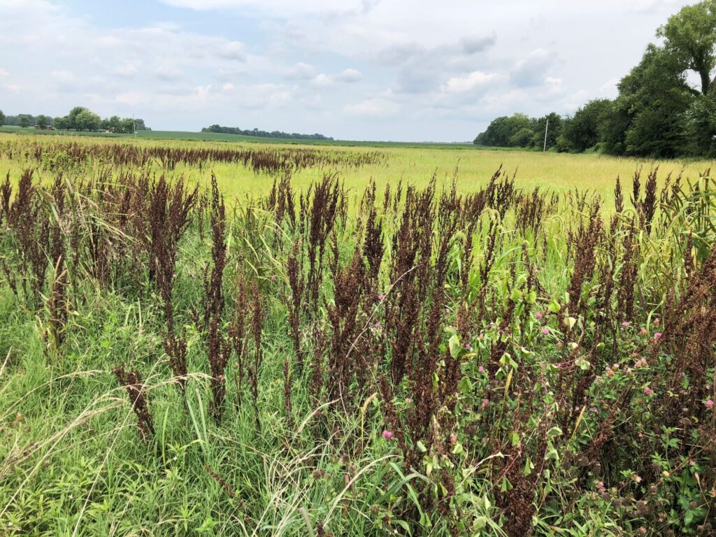 Weeds grow at the edge of an agricultural field. Drift from the herbicide dicamba could impact pollinator populations in patches of plants such as these. Image courtesy: Regina Baucom, University of Michigan