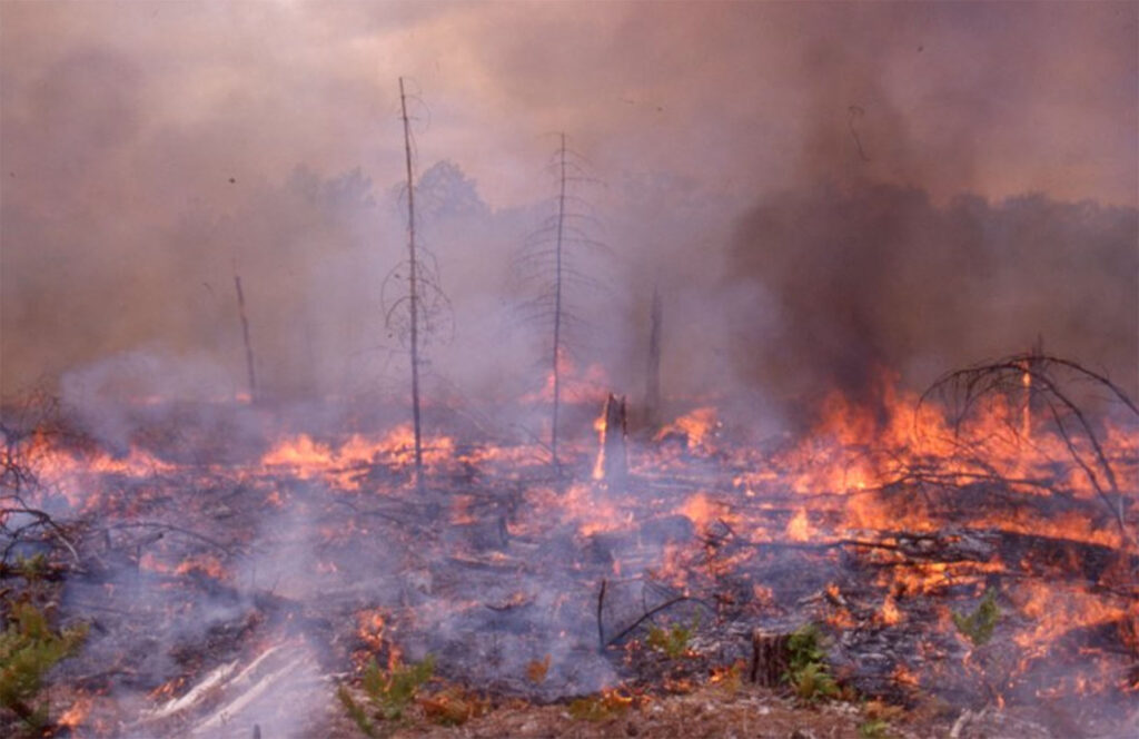 1998 prescribed burn at UMBS. Photo from the Burn Plots Story Map, a history of research at the more than 100-year logging and fire disturbance chronosequence. Image courtesy: U-M Biological Station