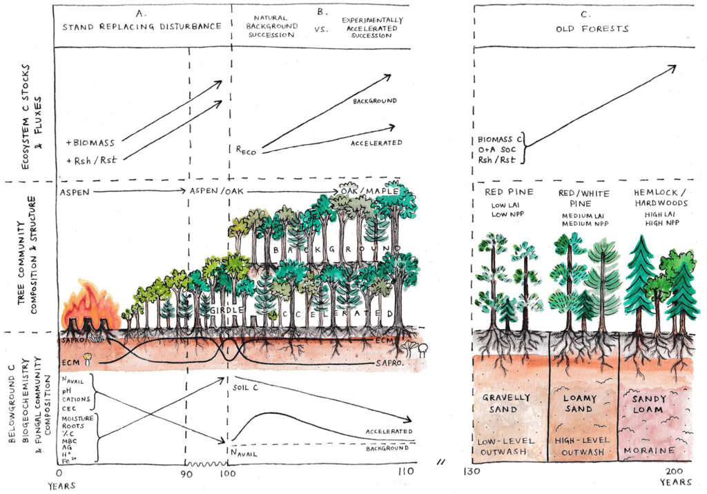 Illustration by study coauthor Jennifer Kalejs shows synthesis of ecosystem changes over successional time. Image courtesy: Jennifer Kalejs