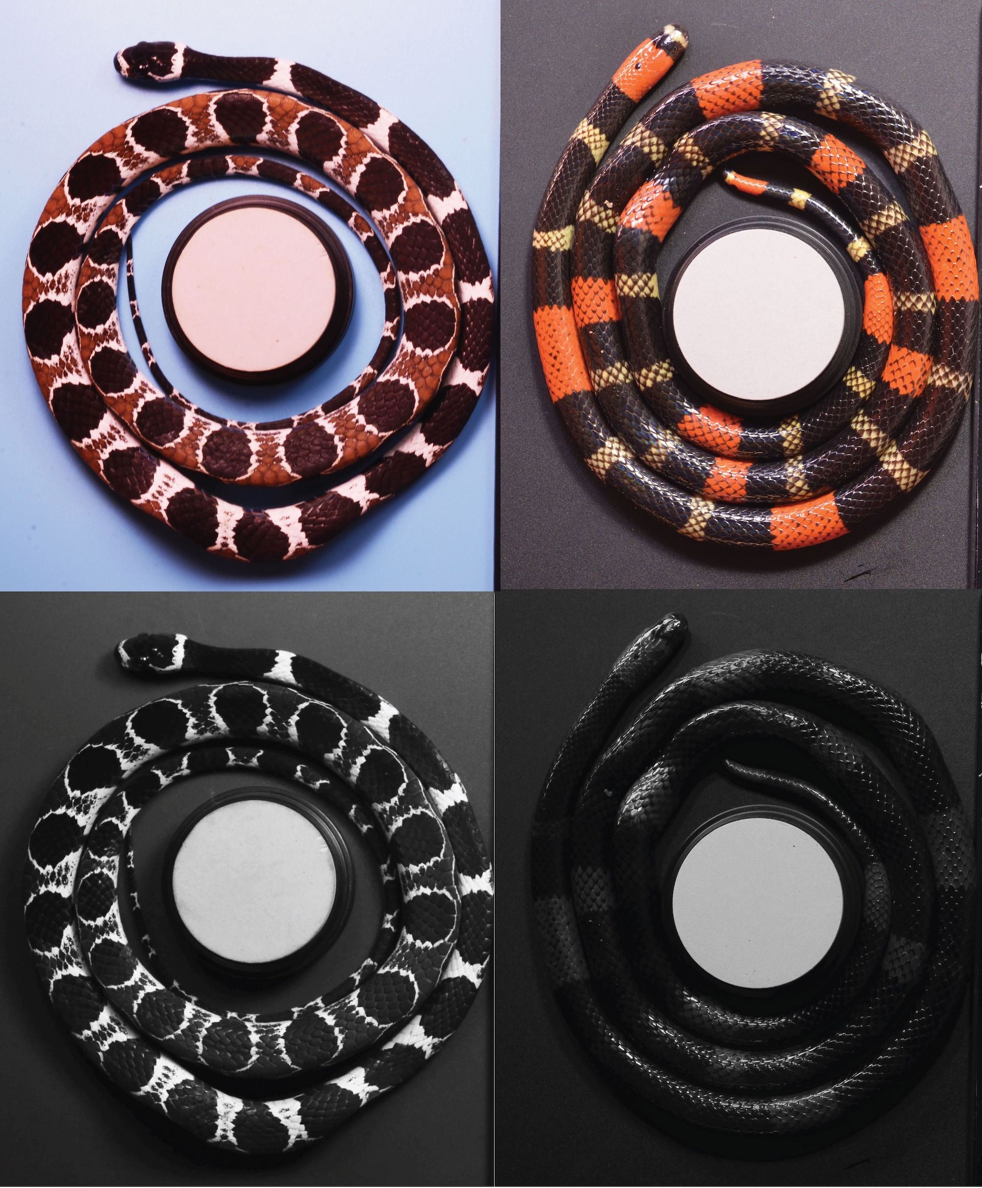 Two highly-patterned snake species display very different amounts of UV color. The harmless Catesby's snail eater on the left was much more reflective in the UV spectrum than the venomous South American coral snake on the right. The white circle in each photo is a color standard used to measure UV and visible color reflectance in each photo; in the UV photos, the darker the snake appears, the less UV color it has. Image credit: Hayley Crowell, John David Curlis, Hannah Weller, Alison Davis Rabowky/University of Michigan