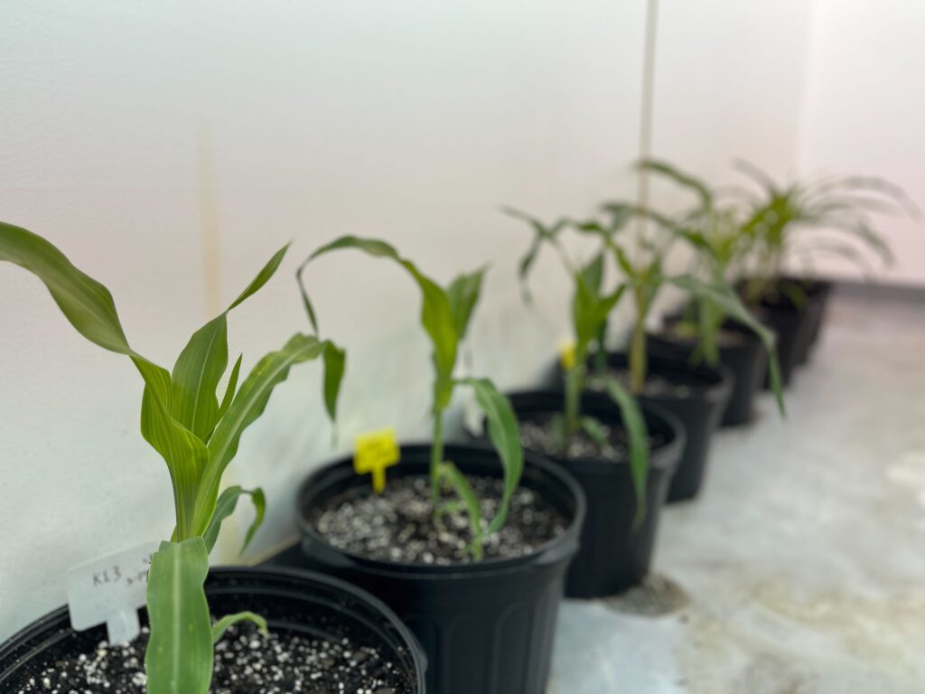 A row  of young green corn stalks grow in black planters filled with white-speckled soil.