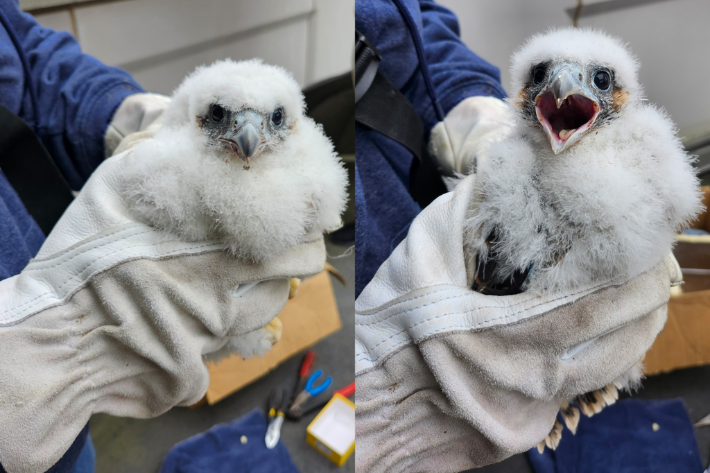 Two peregrine falcon fledglings side by side
