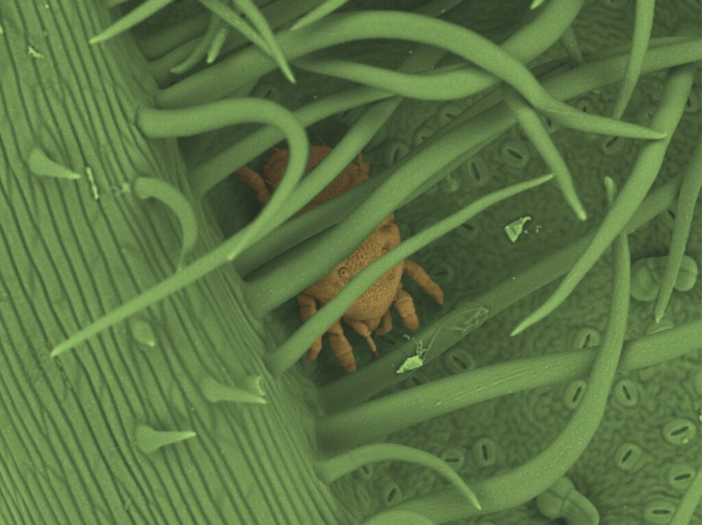 Microscope image of a mite in a domatium.