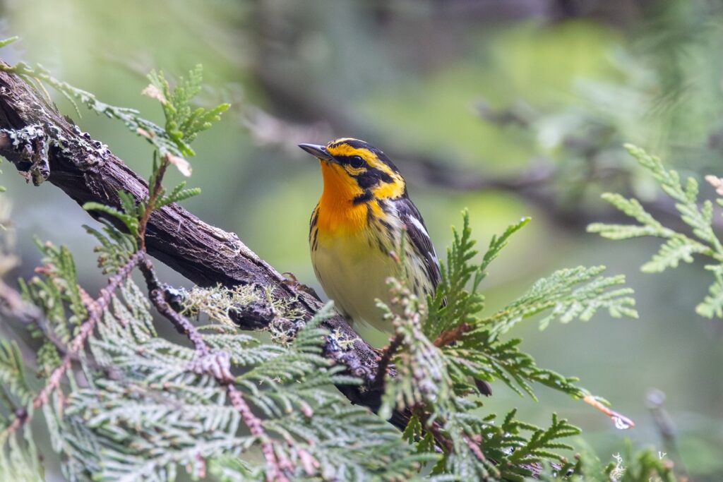 A Blackburnian warbler (Setophaga fusca) perches on a cedar in Ontario, Canada