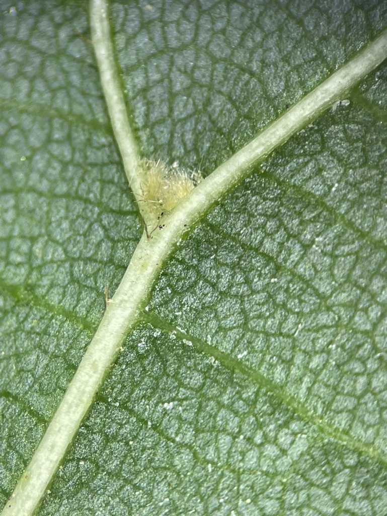 The tufts of hair on the plant are mite domatia.