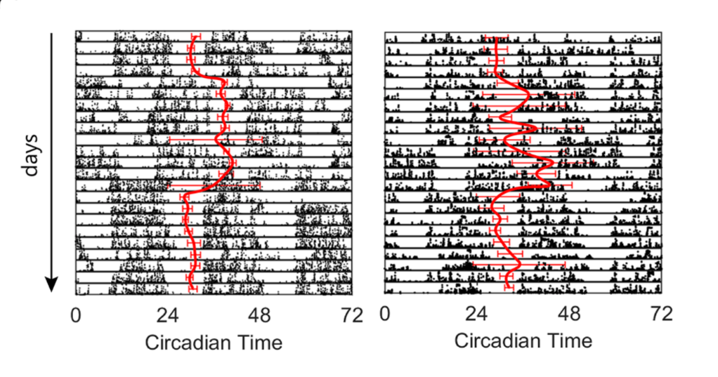 Two boxes are side by side showing charts of the activity and circadian rhythms of two different participants in the Intern Health Study. Each chart is divided into horizontal lines indicating different days and, left to right, the chart shows what time of day it is according to the participant's circadian clock. Black marks above each horizontal line indicate when a participant was active and taking steps, and the clusters fall into different spots along circadian time because of an intern's shift work schedule.
A red curve runs from the top to the bottom of both charts, showing how the participant's circadian clock syncs adapt their schedule. For the participant on the left, that curve is much steadier compared to the participant on the right, who's red curve is a wavier scribble, showing this individual's clock has more trouble syncing.