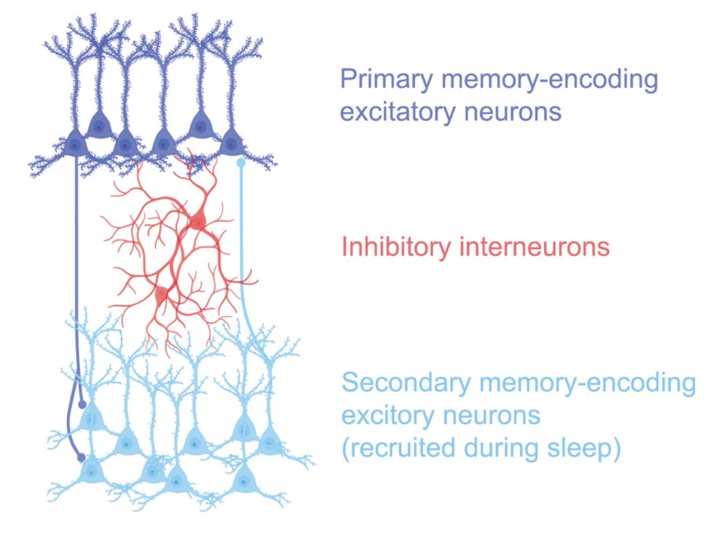 A schematic of a neuronal circuit has three different groups of neurons. Blue excitatory neurons are at the top and bottom of the graphic. At top, in a darker shade of blue, are the primary memory-encoding neurons and at the bottom are light blue secondary memory-encoding neurons that are recruited during sleep. In between the two groups of excitatory neurons, there is a cluster of inhibitory neurons shown in red with its tendrils connected to both blue sets of neurons.