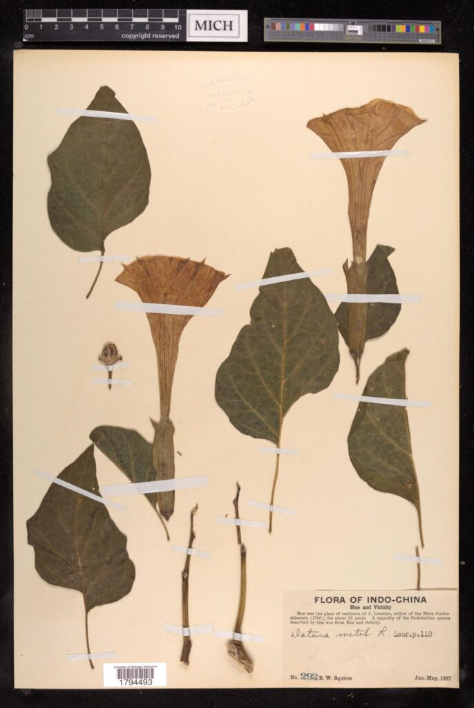 The University of Michigan Herbarium lent 10 plant specimens, including a specimen of datura, to the Toledo Museum of Art to display alongside painter Rachel Ruysch's works in an exhibit called Rachel Ruysch: Nature into Art. The exhibit runs until July 26. Image courtesy: University of Michigan Herbarium