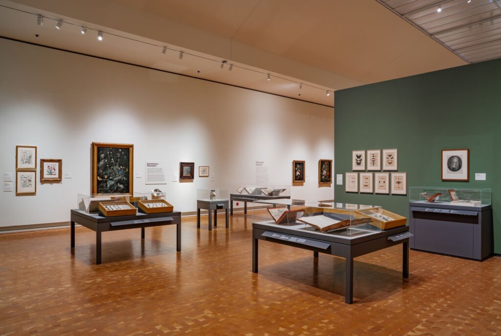 Tucked within the exhibit Rachel Ruysch: Nature into Art at the Toledo Museum of Art is a natural history museum in miniature. As part of the exhibit, which runs until July 26, University of Michigan lent 79 insect specimens, five amphibian and reptile specimens, and 10 plant specimens to display alongside the paintings. Image courtesy: Toledo Museum of Art