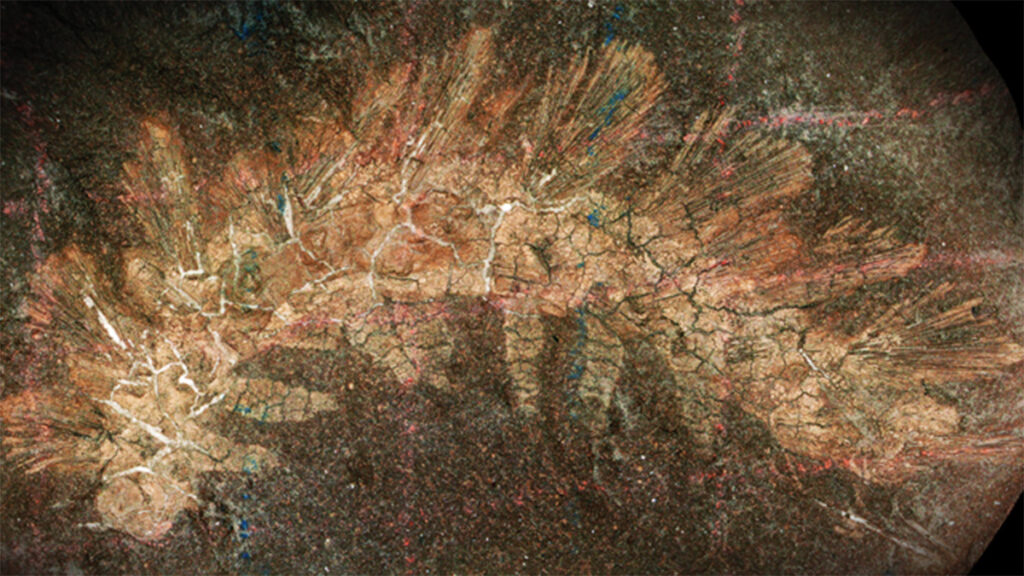 The neotype of Palaeocampa anthrax from the Mazon Creek Lagerstätte and rediscovered in the Invertebrate Paleontology collection of the Museum of Comparative Zoology. The faint red and blue grid lines from a wax pencil can still be seen across the specimen, made by the 19th-century artist Katherine Pierson. She illustrated this specimen for Samuel Scudder in 1884. Image credit: Richard J. Knecht