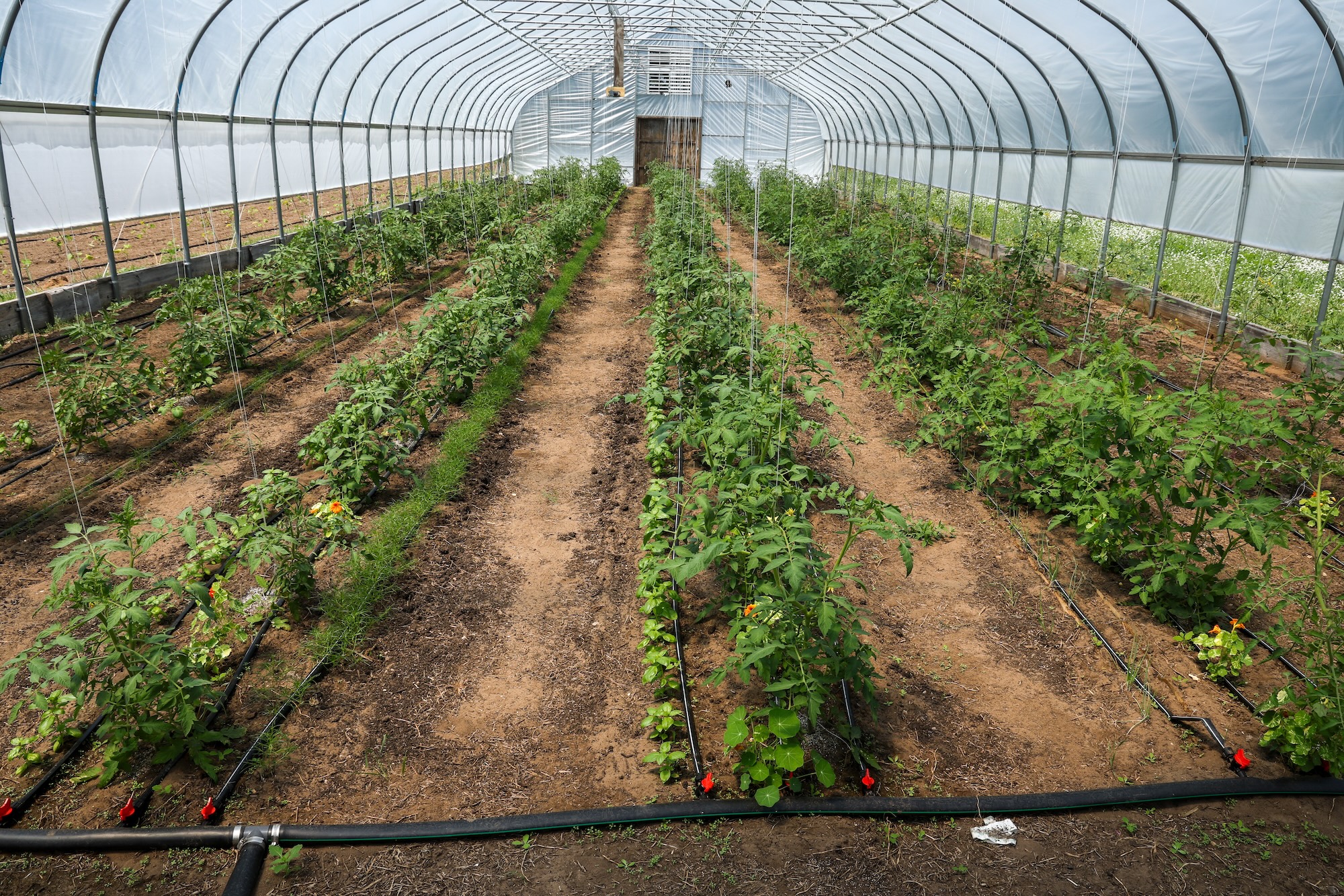 The greenhouse at Lively Farms, which grows produce and flowers for the food stop. Image credit: Jeremy Marble, University of Michigan News