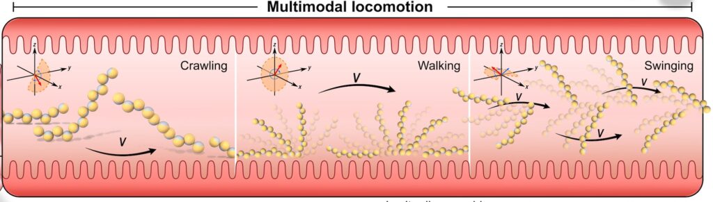 Schematic of the inside of an intestine titled multimodal locomotion. Three panes illustrate crawling, walking and swinging. Within each pane, a chain of circular microrobots illustrates movement from left to right.