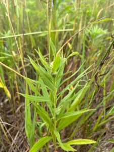 When insects lay eggs in the tip of goldenrod stems, they can create a gall in the shape of a rosette as a protective first home for their larva.