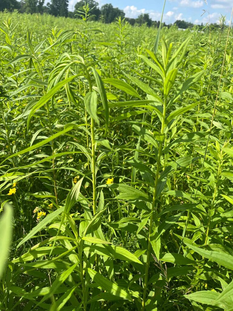 A nodding goldenrod grows next to a goldenrod with a straight stem. Goldenrods, a plant native to North America, have evolved a defense system: they "nod" as a defense mechanism against insects that lay eggs in the tip of their stem. Images credit: Mia Howard, University of Michigan