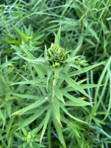 When insects lay eggs in the tip of goldenrod stems, they can create a gall in the shape of a rosette as a protective first home for their larva.