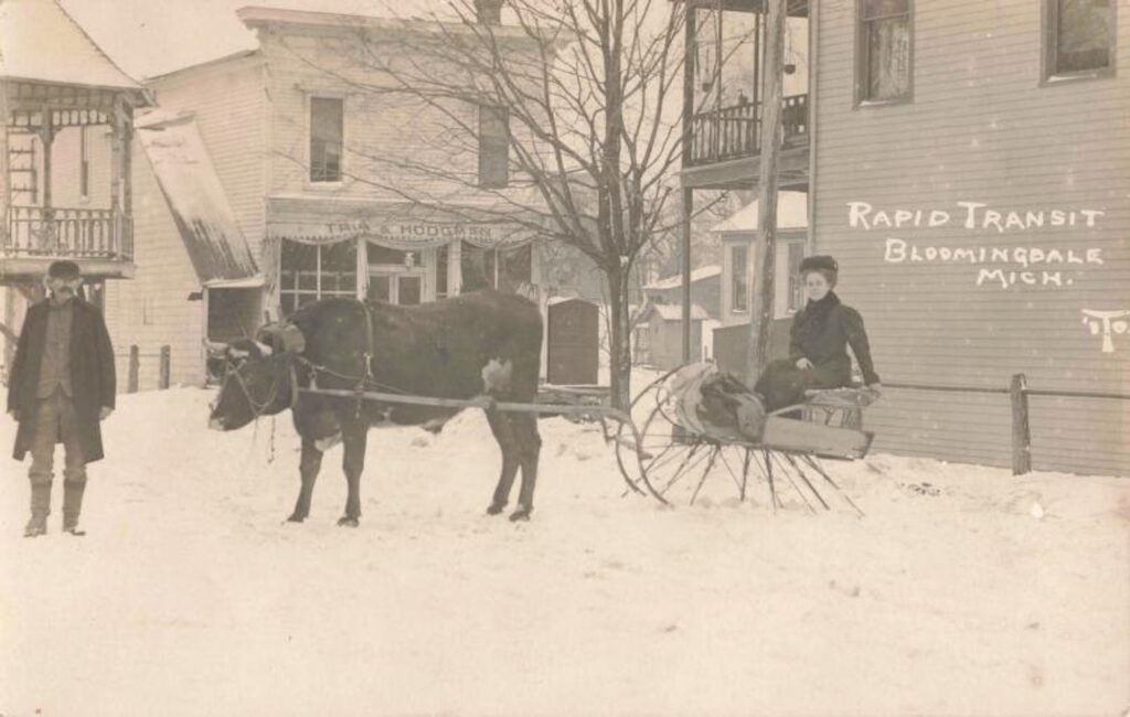 Two oxen were considered “rapid transit” when this image was taken in Bloomingdale, Michigan. Image credit: David V. Tinder Collection of Michigan Photography, University of Michigan William L. Clements Library.