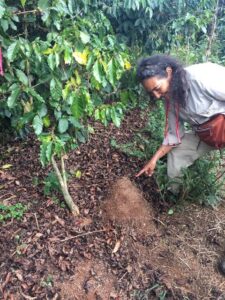 Ivette Perfecto, University of Michigan professor in the School for Environment and Sustainability, points to a nest of Solenopsis invicta, a species of ant that lives on a coffee farm in Puerto Rico.
