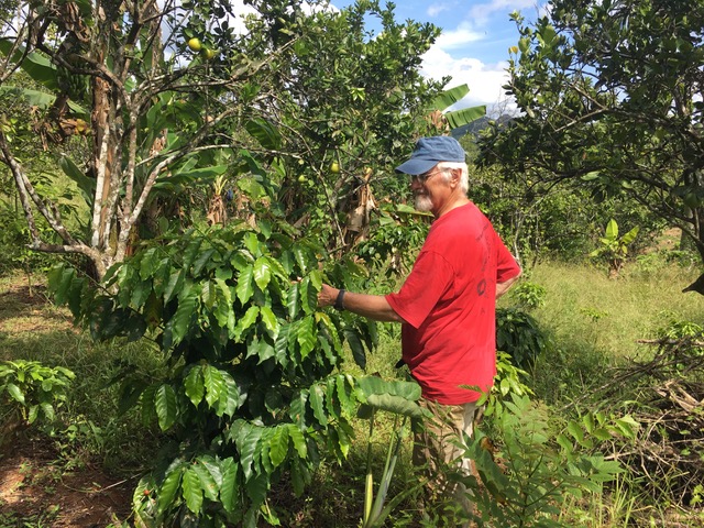 John Vandermeer, University of Michigan professor of ecology and evolutionary biology, checks a coffee bush for ants on a coffee farm in Puerto Rico.